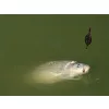 Delphin Method QUIX Method Feeder košarica L / 40g
