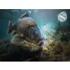 Delphin D Snax Shell 8mm Kukorica - Ananász Oldódó Wafters 30gr