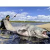 BLACK CAT PERFECT PASSION XH-S 350G 2,40m palic za ribolov soma