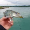Reiva Ultra močna Jig glava 2/0-3,5gr 4kos/pak Jig glava