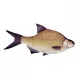 Ribiška Blazina Plotec 34Cm