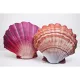 EnergoTeam The Scallop Red 45cm Ribiška blazina