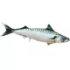 EnergoTeam The Atlantic Mackerel 60cm Blazina za ribe