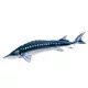EnergoTeam The Monster European Sturgeon 200cm Halas Párna