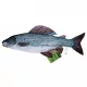 EnergoTeam The Grayling 65cm Halas Párna