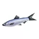 EnergoTeam The Herrings-Sardines 60cm Ribja Blazina