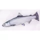EnergoTeam The Chinook Salmon 90cm Ribe Blazina