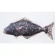 EnergoTeam The Halibut 72cm Blazina za ribe