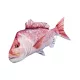 EnergoTeam The Snapper 102cm Ribja Blazina