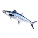 EnergoTeam The Mackerel Spanish 102cm Blazina za ribe