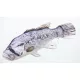 EnergoTeam The Dhufish 80cm Ribe Blazina