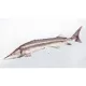 EnergoTeam The Sterlet Sturgeon New 60cm Ribiška Blazina