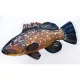 EnergoTeam The Monster Dusky Grouper 160cm Ribja Blazina