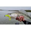 Nevis Impulse Shad 7,5cm 3,05gr 5kos/pak 5barv Plastična vaba