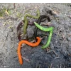 Iron Claw Drop Stuff Crawler WM 7,5cm Plasztik Csali 22db