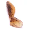 Iron Claw Belly Boy BP 7,5cm Plasztik Csali