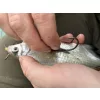 Haldorádó Catfish Rig 1 Kombinirana sumična predvrvica s plovcem 100cm