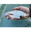 Haldorádó Catfish Rig 1 Kombinirana sumična predvrvica s plovcem 100cm