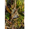 Korum Camo River Method Košara 120gr
