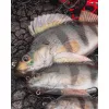 Fox Rage Ultra Realistic Perch Replicant Ostriž Plastična Vaba 10cm 22gr