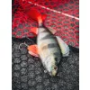 Fox Rage Ultra Realistic Perch Replicant Vaba za ostriže iz plastike 14cm 52gr