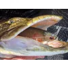 Fox Rage Ultra Natural Replicant Roach 23cm Gumijasta Riba