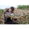Fox Rage Bulk Loaded Zander Pro Shads Ultra Natural Roach 7,5cm 1/0 5gr Plastična vaba