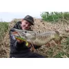 Fox Rage Bulk Loaded Zander Pro Shads UV Perch 7,5cm 1/0 5gr Plastična vaba