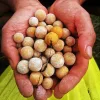 Stég Slana Serija Boilijev - Sladke Sanje 20mm 800g