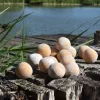 Stég Slana Serija Boilijev - Sladka Začimba 20mm 800g