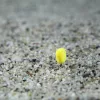 Stég Upters Koruzni Wafter Ananas 10mm 10 kosov